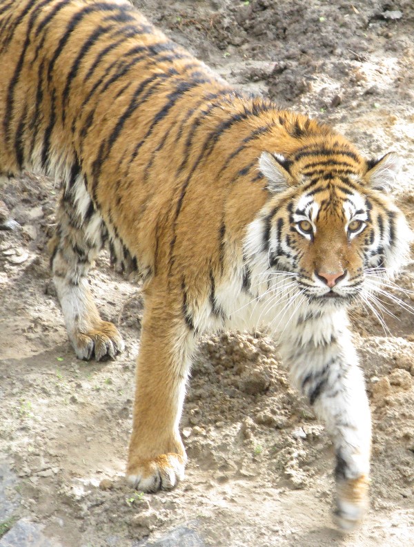 тигр-зоо.jpg
