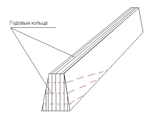 Годовые кольца.jpg